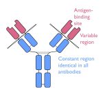Suatu Protein Yang Dihasilkan Oleh Sistem Imun Untuk Melawan Penyakit